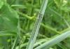 Coenagrion sp.